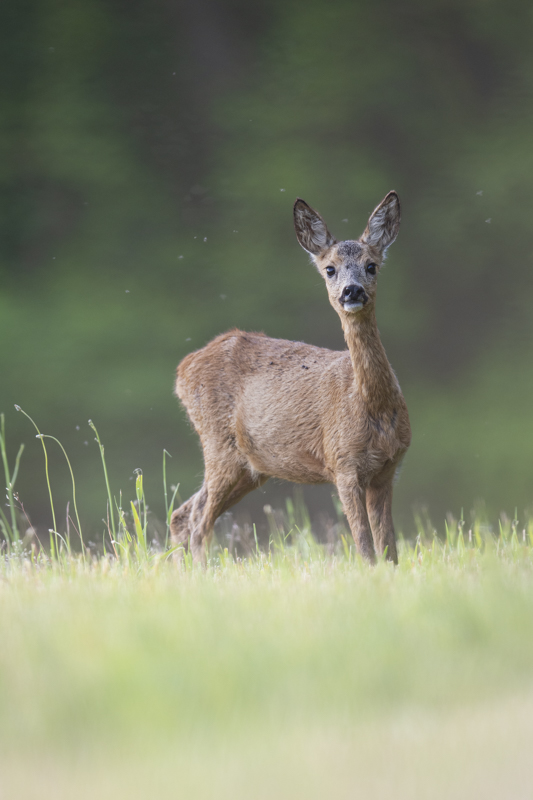 _DSC6104-Modifier.jpg