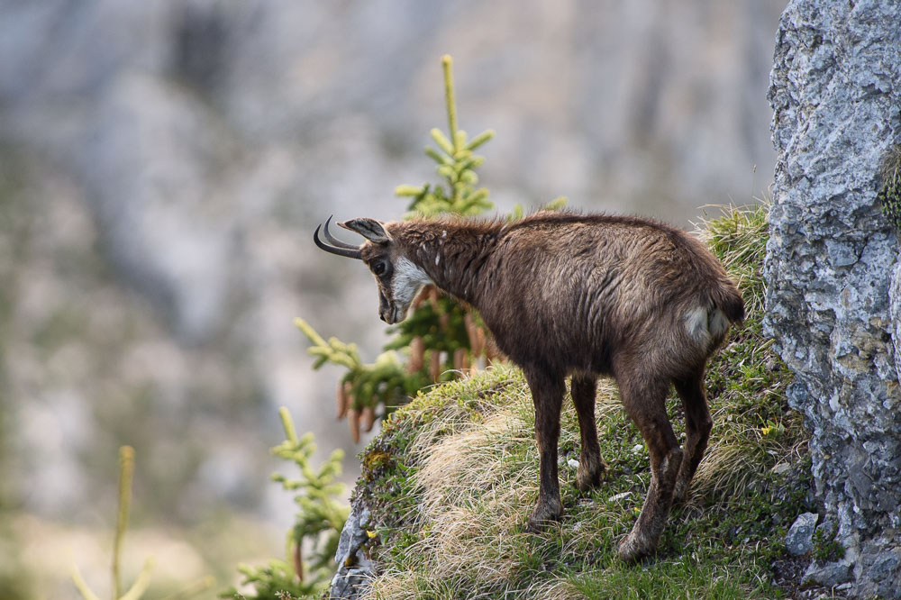 Chamois 2024_3.jpg