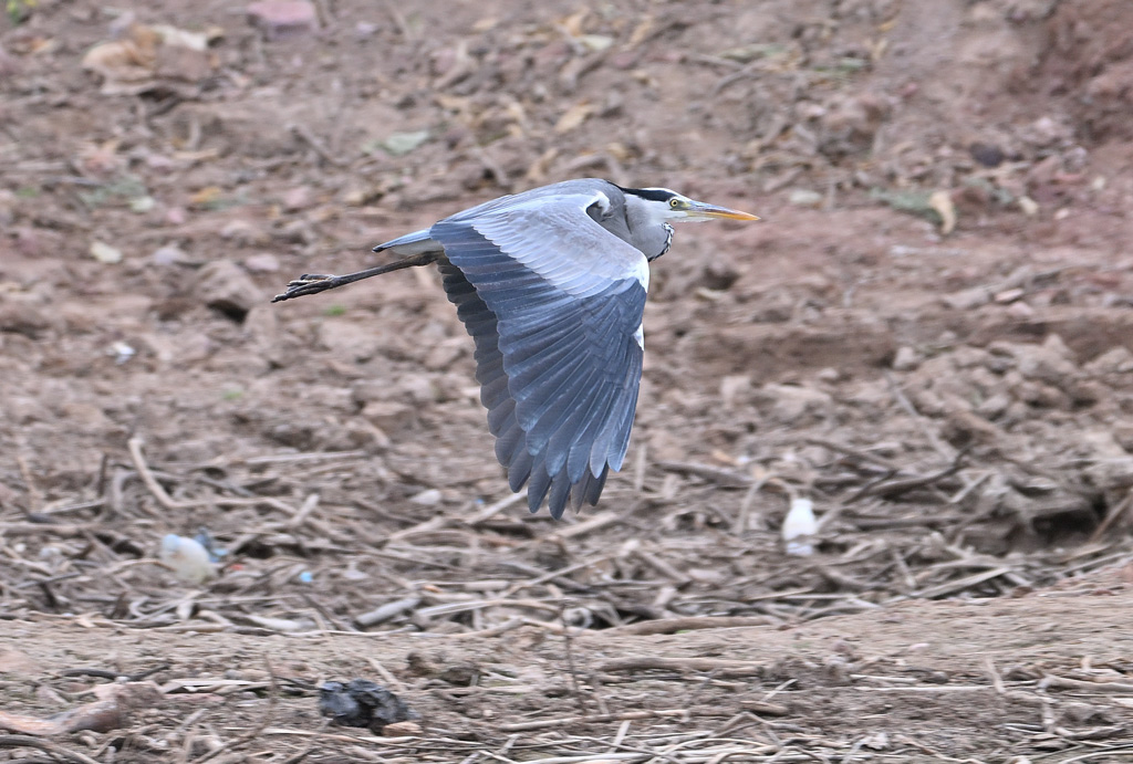 ZSC_2145.jpg
