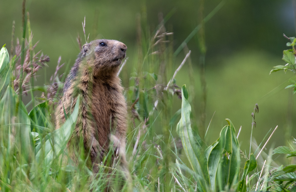 35- Marmotte 440 mm.jpg