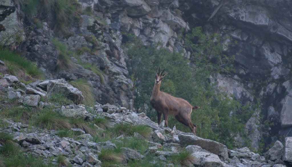09- Chamois_.jpg