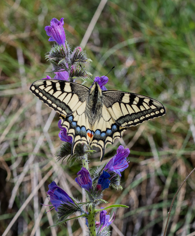 28- Machaon.jpg