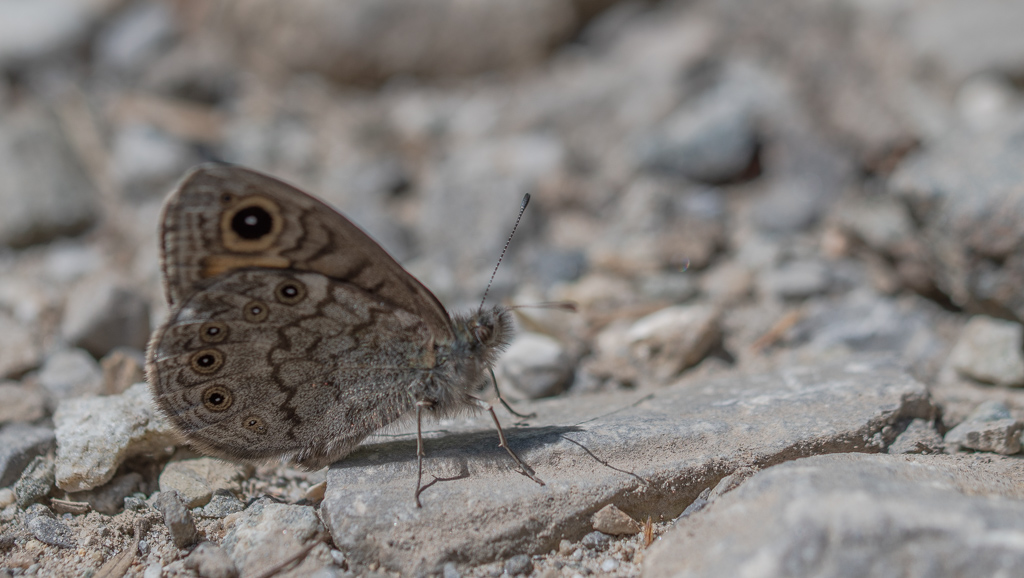 24- Papillon.jpg