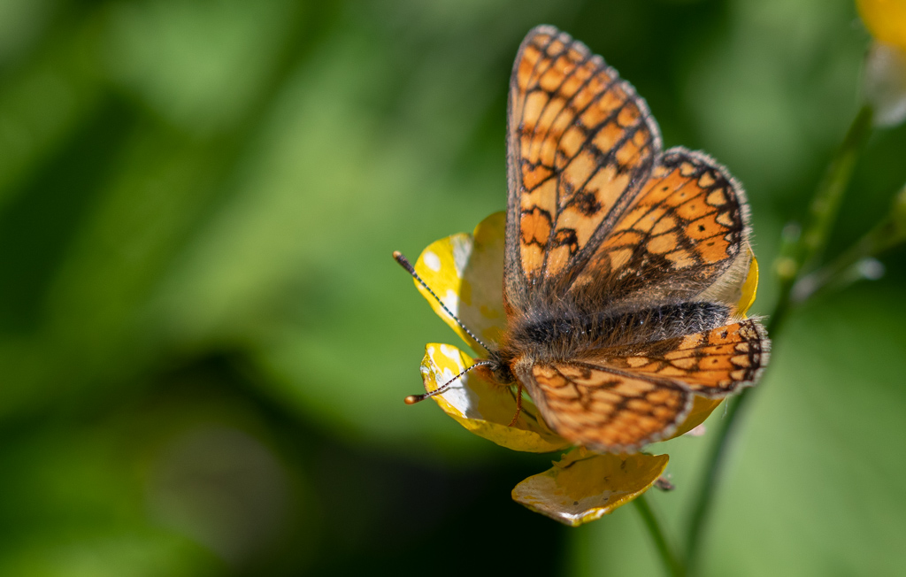 22- Papillon (1).jpg