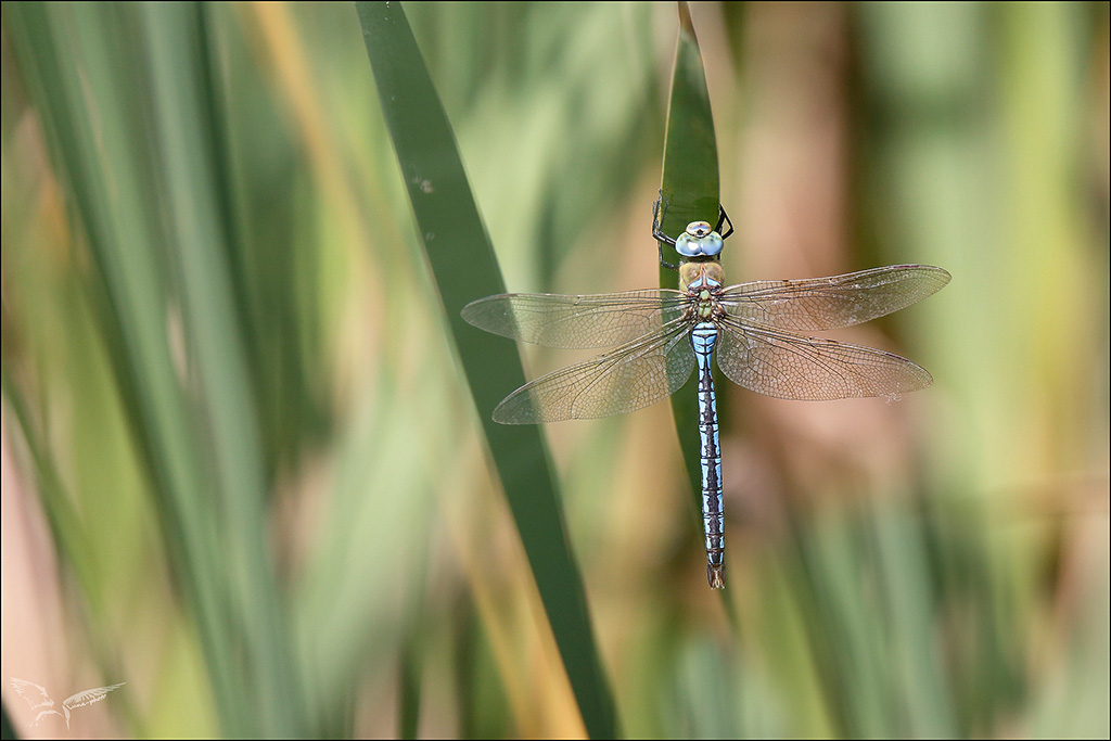 Anax imperator ♂.JPG