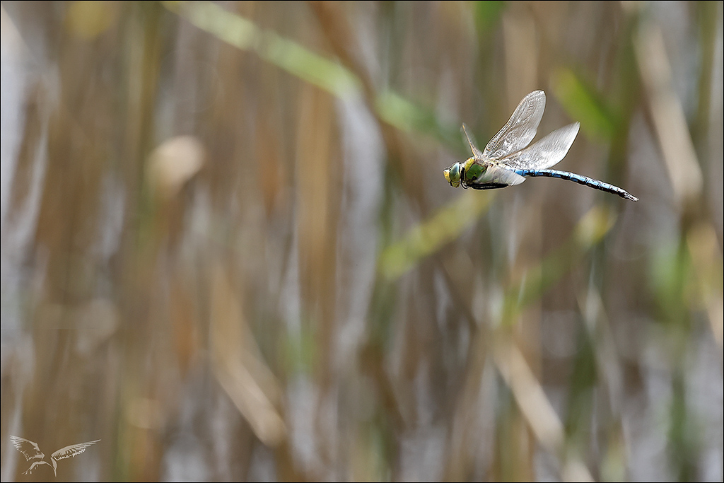 Anax imperator ♂ vol_08.jpg