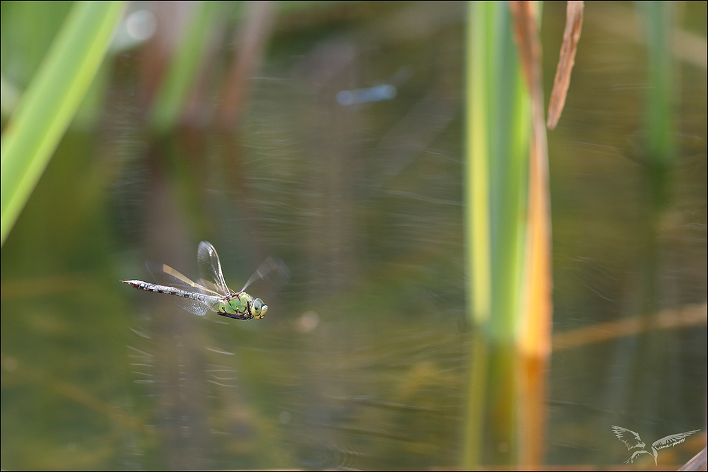 Anax imperator ♀ vol.JPG