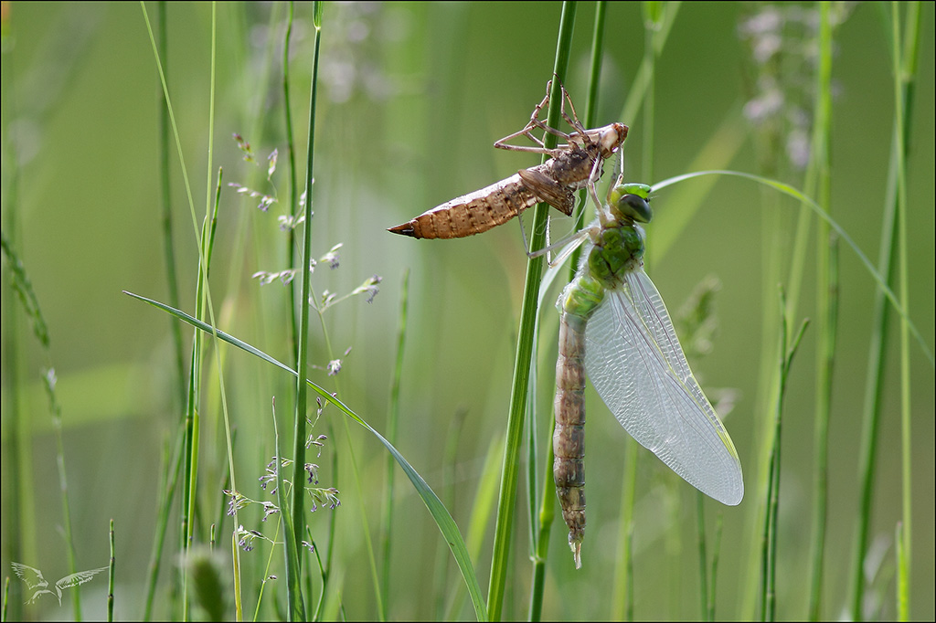 Anax imperator émergence_.JPG