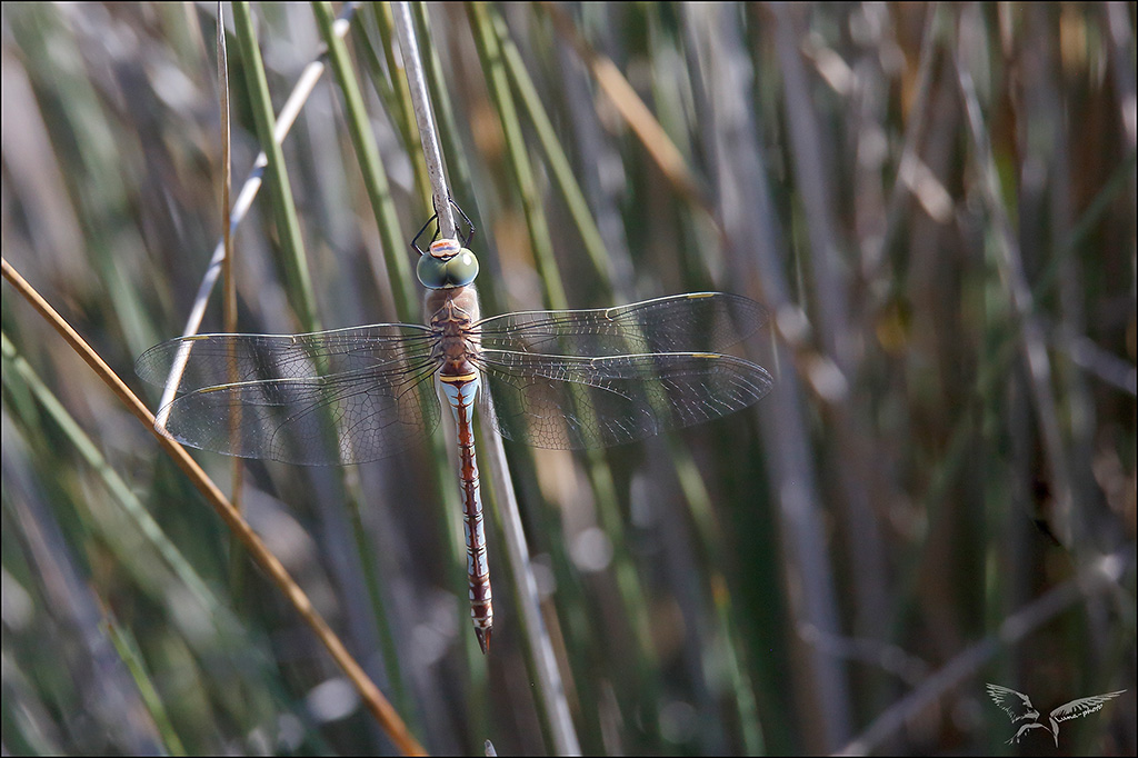 Anax parthenope ♂.jpg
