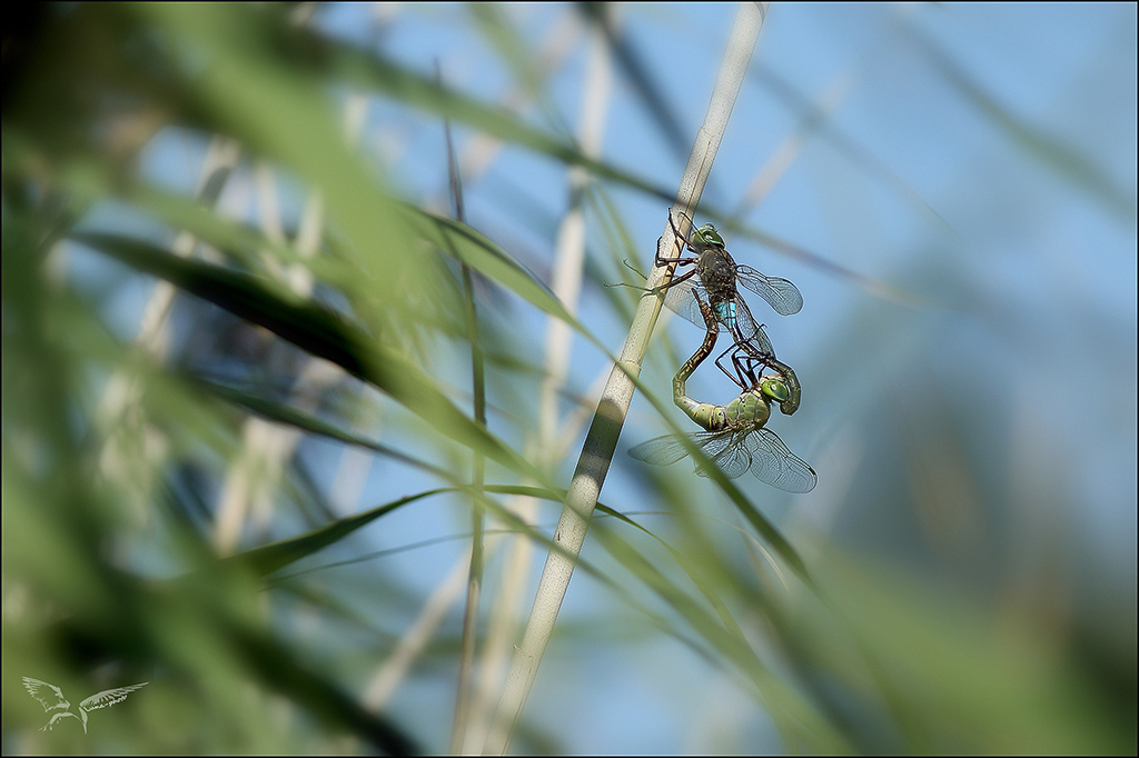 Anax parthenope acc_.JPG