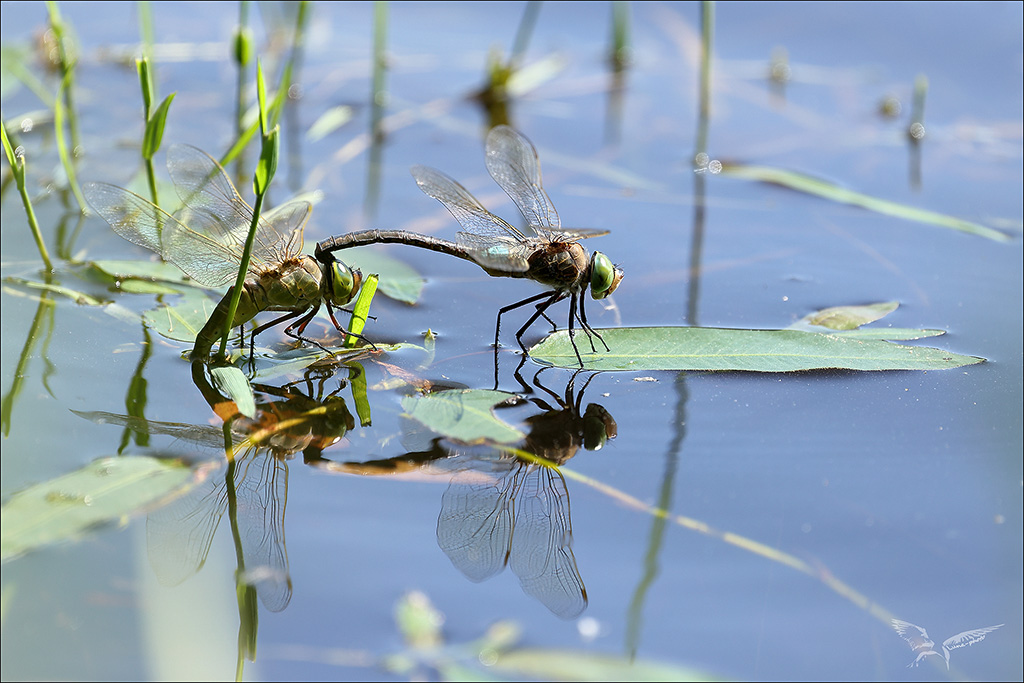 Anax parthenope tandem ponte_09.JPG