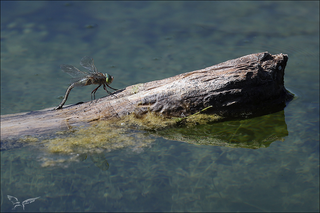 Anax parthenope ♀ ponte_01.jpg