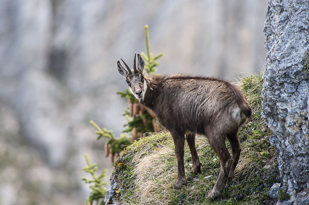 Chamois 2024_6.jpg