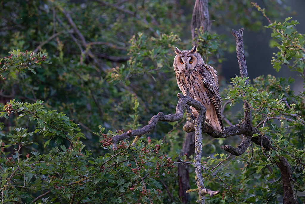 DSC_7264_DxO.jpg