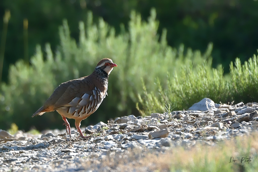 DSC_9105IN.jpg