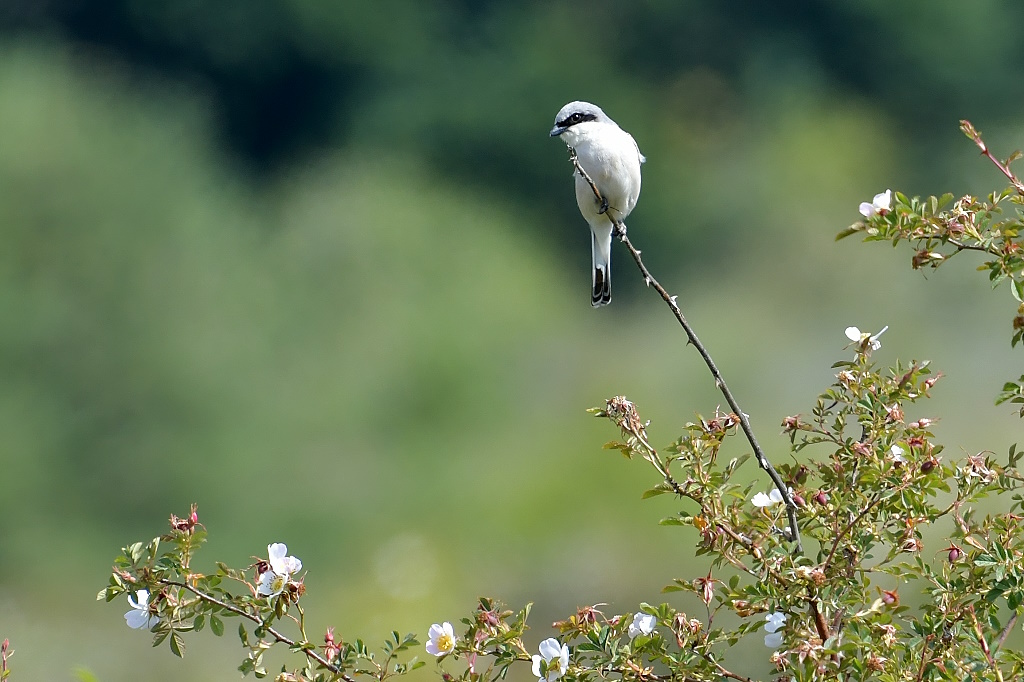 DSC_9430IN.jpg