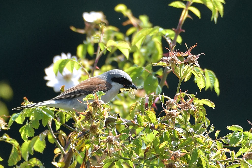 DSC_9417IN.jpg
