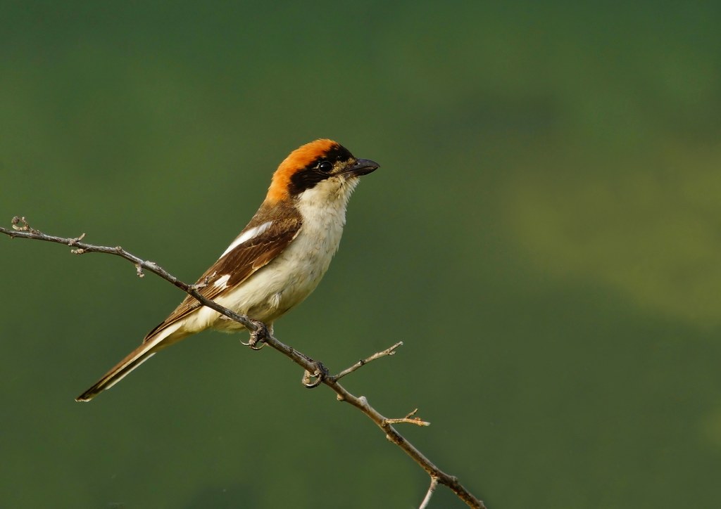 Pie Grièche tête rousse - Copie.jpg