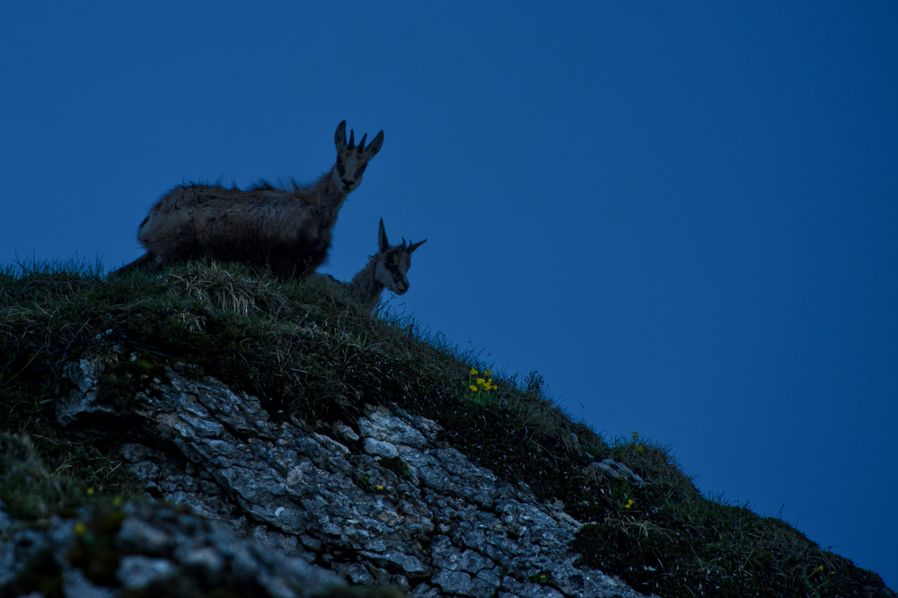 Chamois 2024_34.jpg
