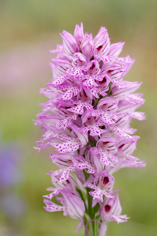 Neotinea tridentata .jpg