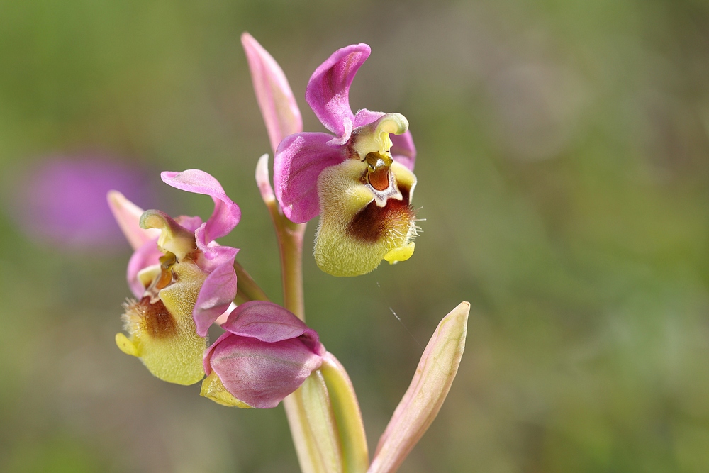Ophrys tenthredinifera subsp. ficalhoana.jpg