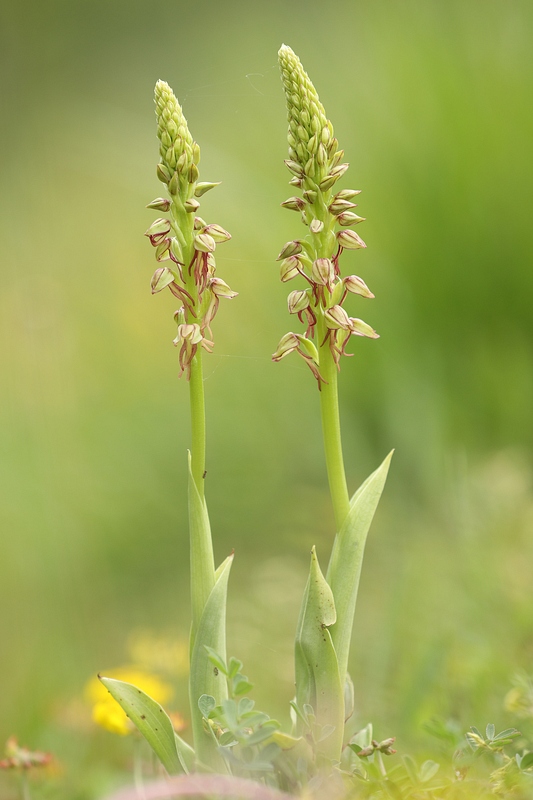 Orchis anthropophora.jpg