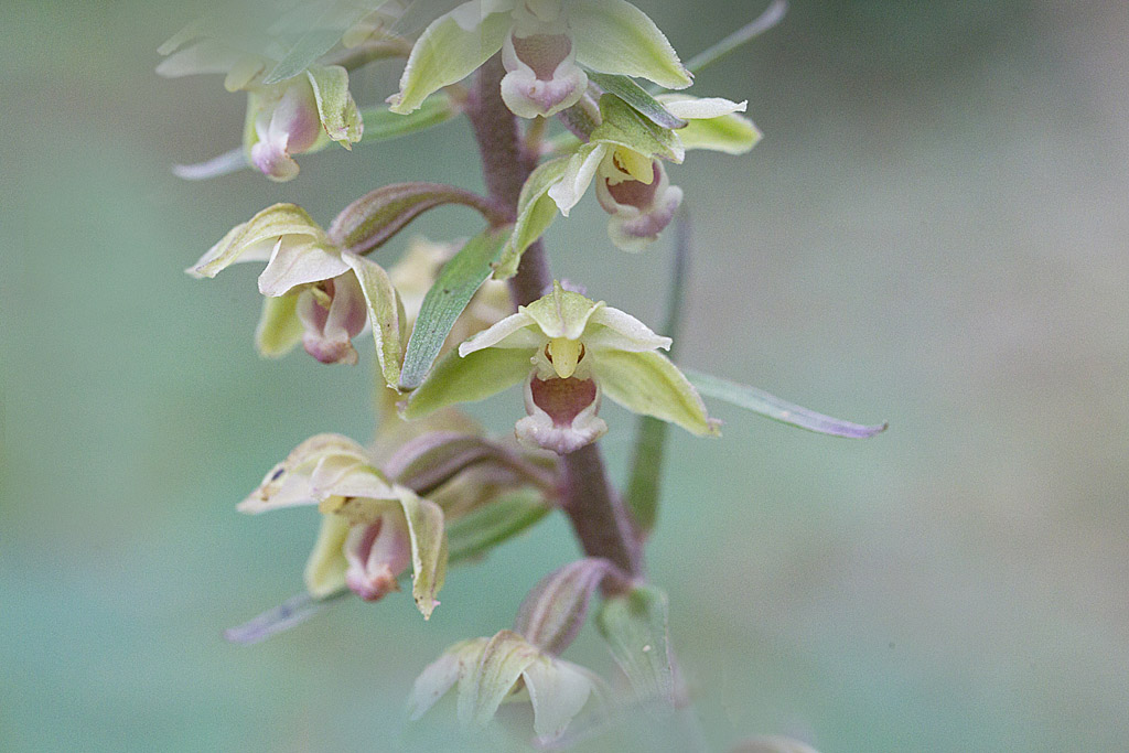 Epipactis purpurata.jpg