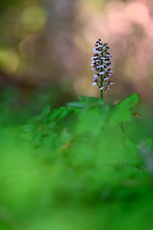 Orchis pourpre sauvage dans les bois2.jpg