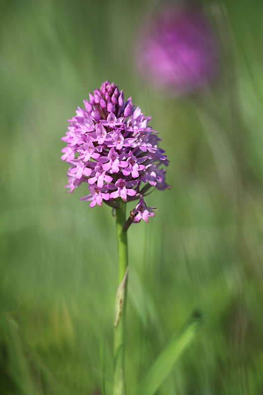 orchis pyramidal1.jpg