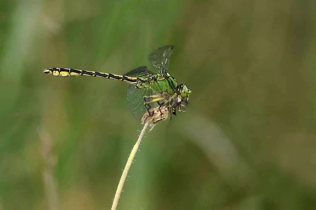 3 IMG_1622X.JPG