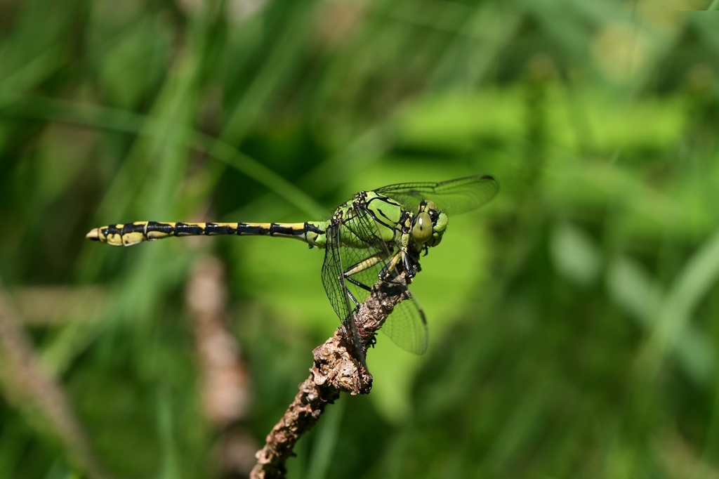 4 IMG_2244X.JPG