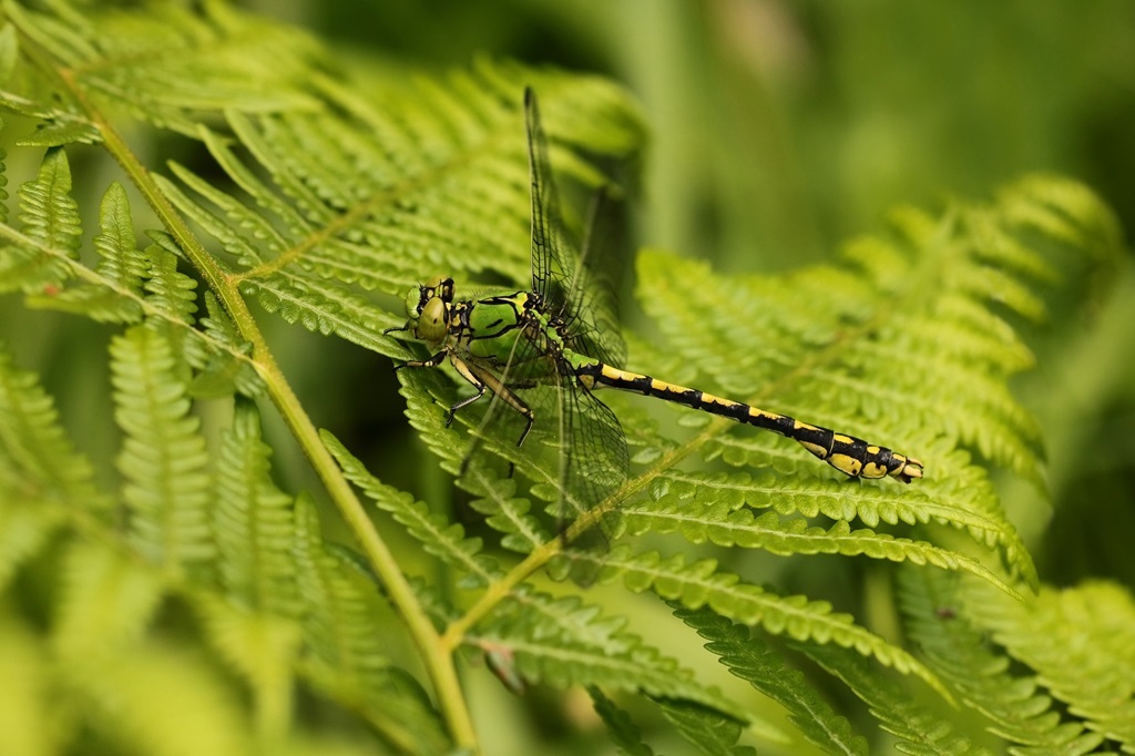 6 IMG_2438X.JPG