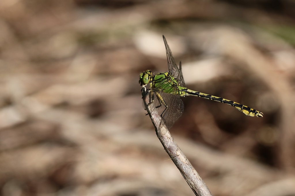 9 IMG_5965X.JPG