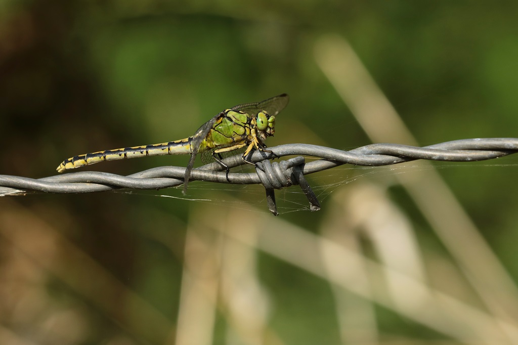 10 IMG_5979X.JPG