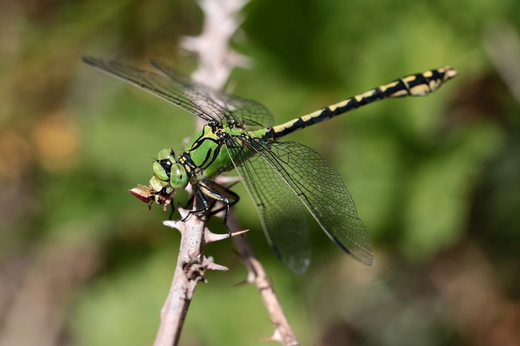 11 IMG_7225X.JPG