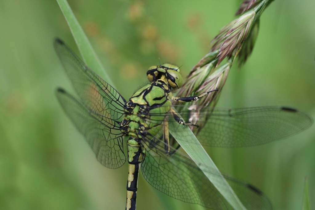 12 IMG_8576X.JPG