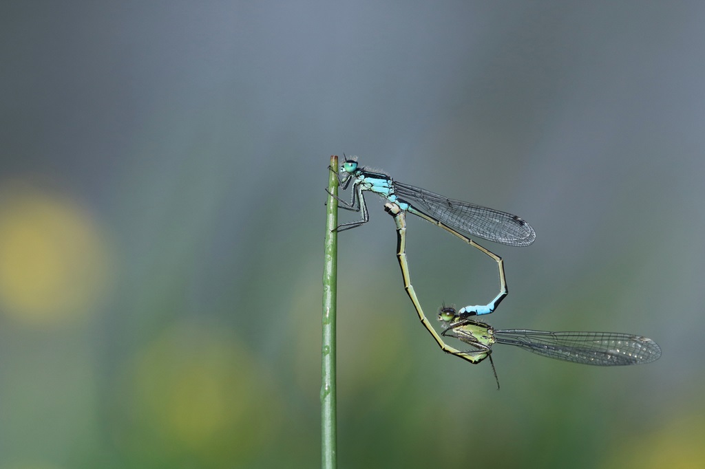 8 IMG_ELEGANS.jpg