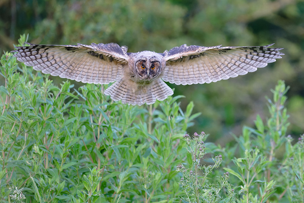 DSC_7814_DxO.jpg