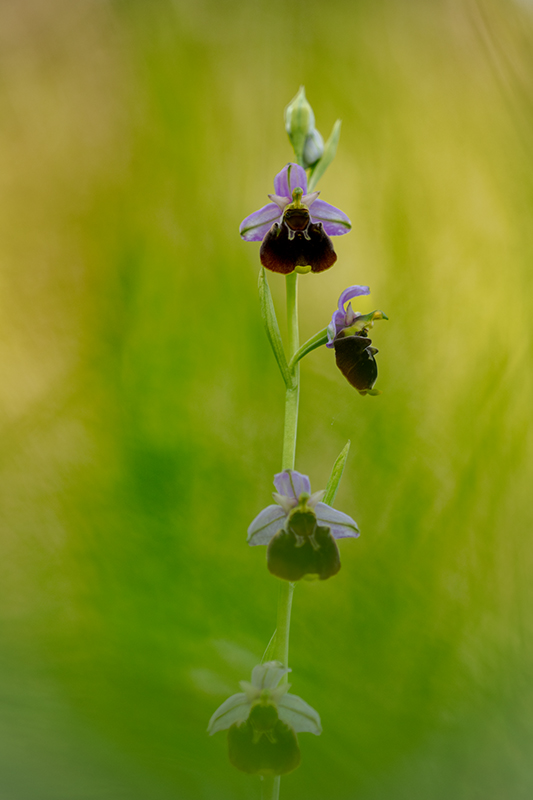 Ophrys bouffon juin 2024 4.jpg
