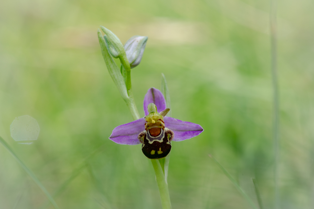 Ophrys abeille juin 2024 2.jpg