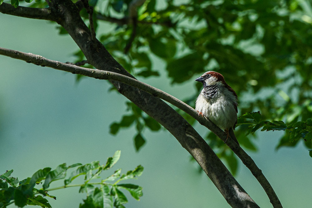 Moineau 2024_5.jpg