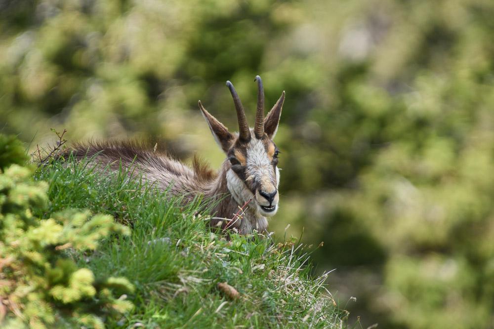Chamois 2024_21.jpg