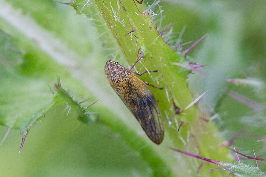 Aphrophora salicina.jpg