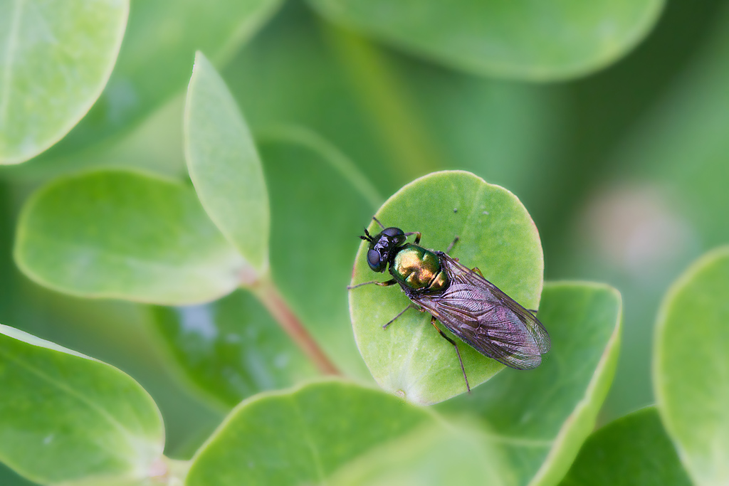 Chloromyia formosa - La Chloromyie agréable femelle.jpg