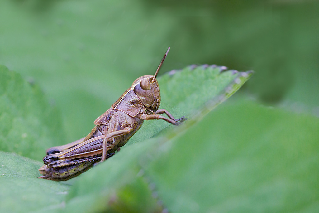criquet sp larve.jpg