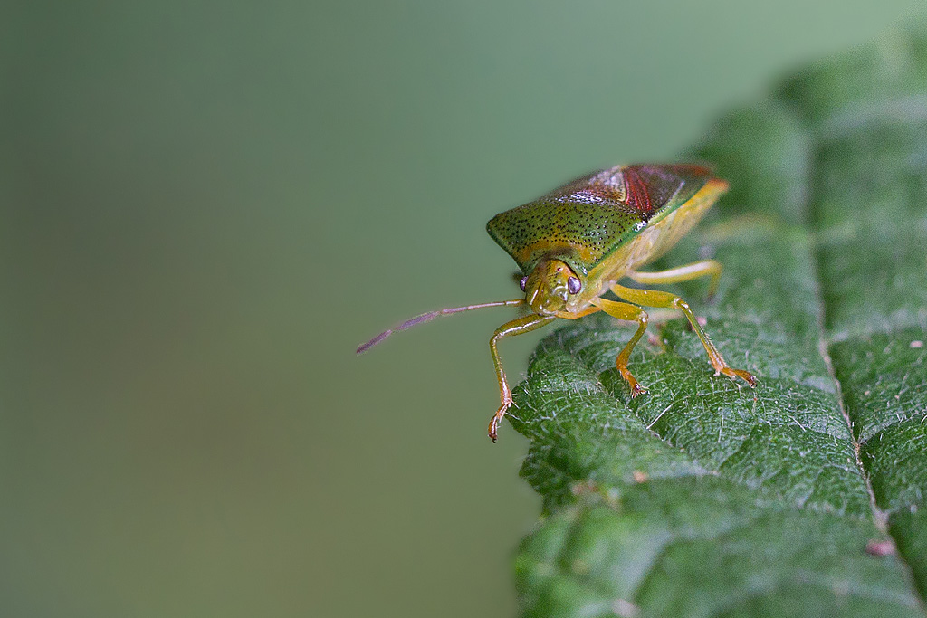 Elasmucha grisea.jpg