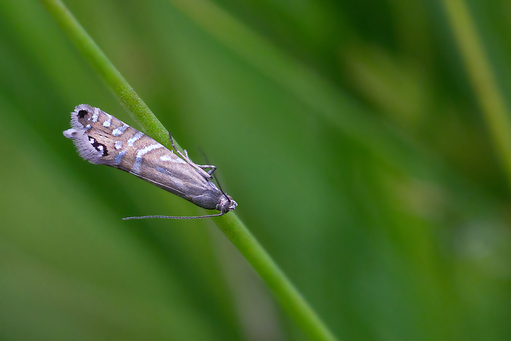 Glyphipterix thrasonella.jpg