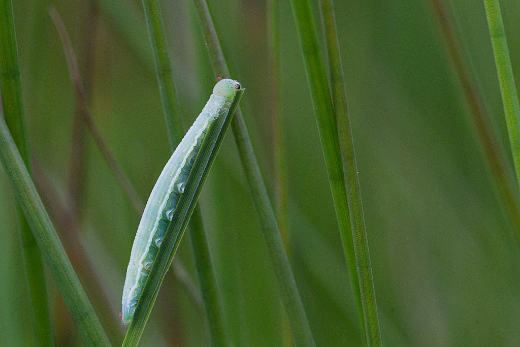 Noctuelle argentule - Deltote bankiana.jpg