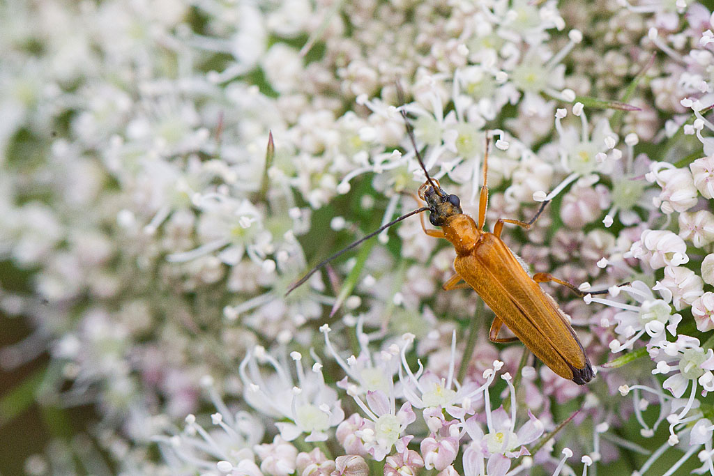 Oedémère ochracée femelle - Oedemera podagrariae.jpg