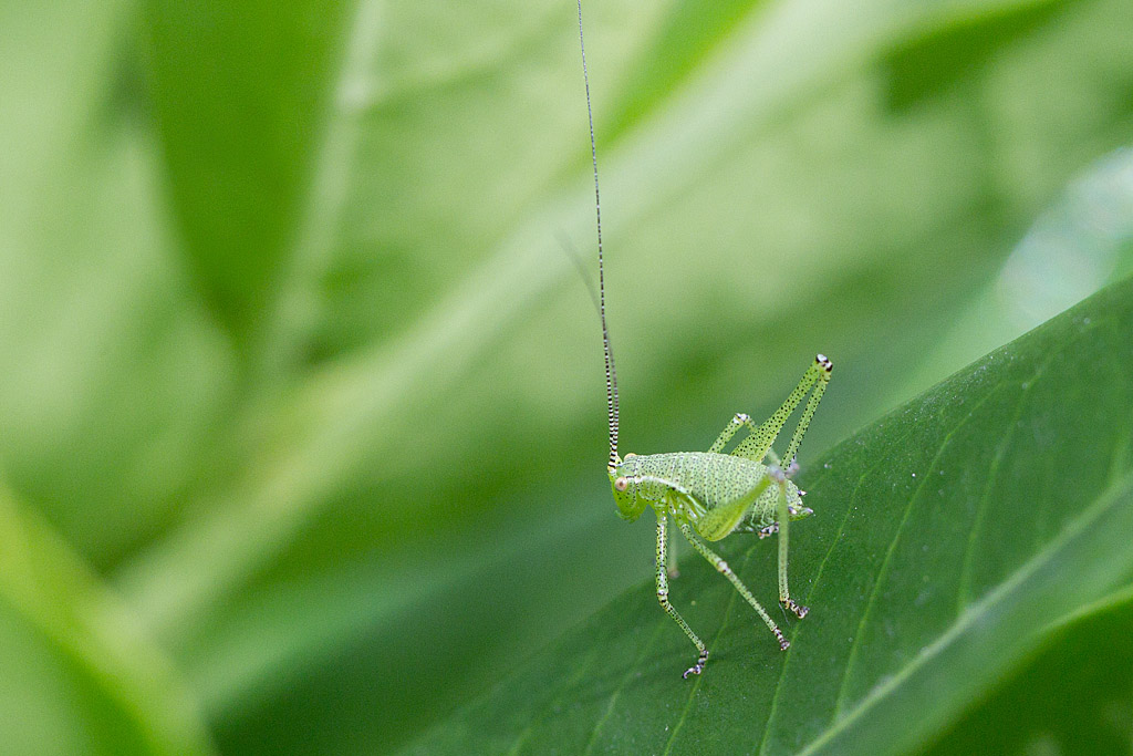 leptophie ponctuée larve.jpg